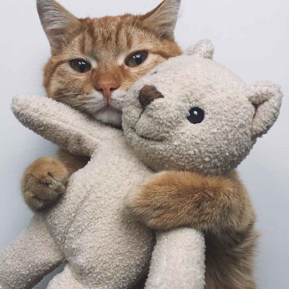 Кот обнимает игрушку