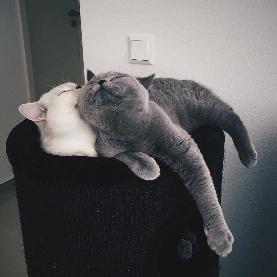 Я люблю обнимашки