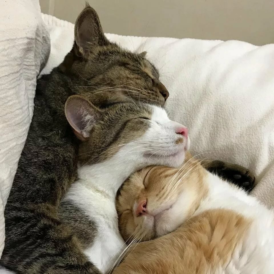 Кот обнимашка