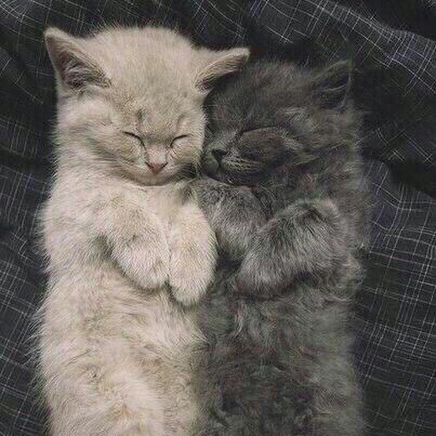 Спокойной ночи котята в обнимку