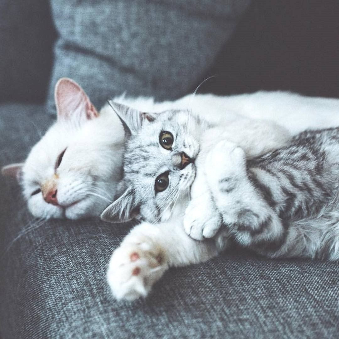 Милые котики обнимаются