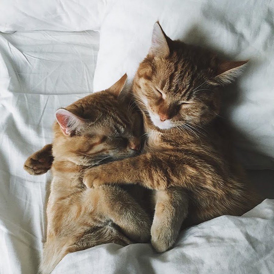 Котики лежат вместе