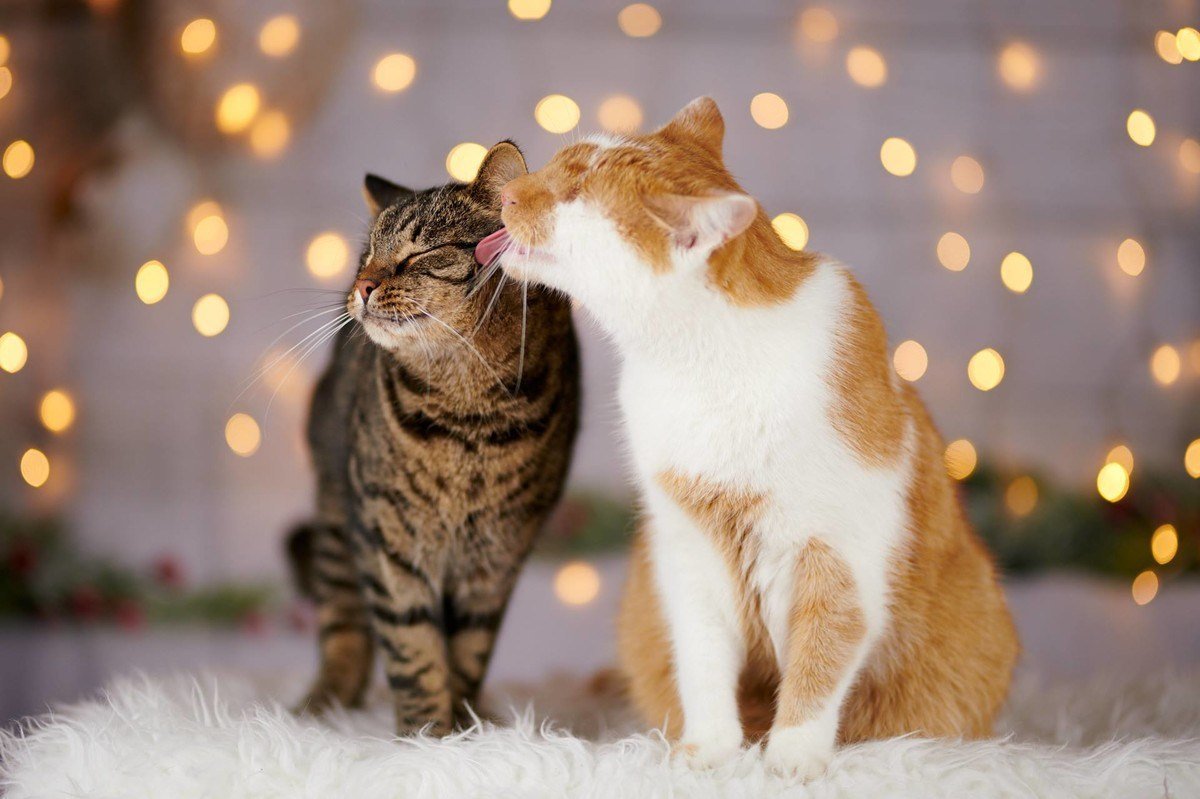 2 Кота обнимаются