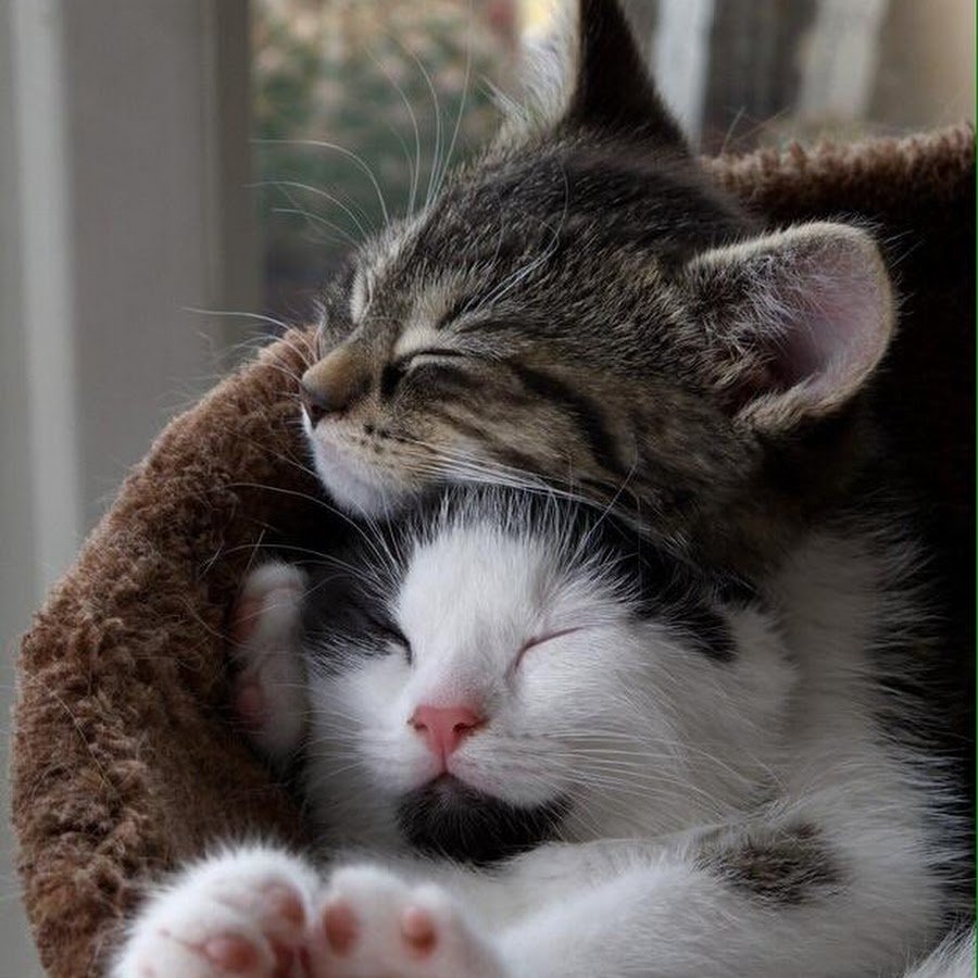 Котята обнимаются