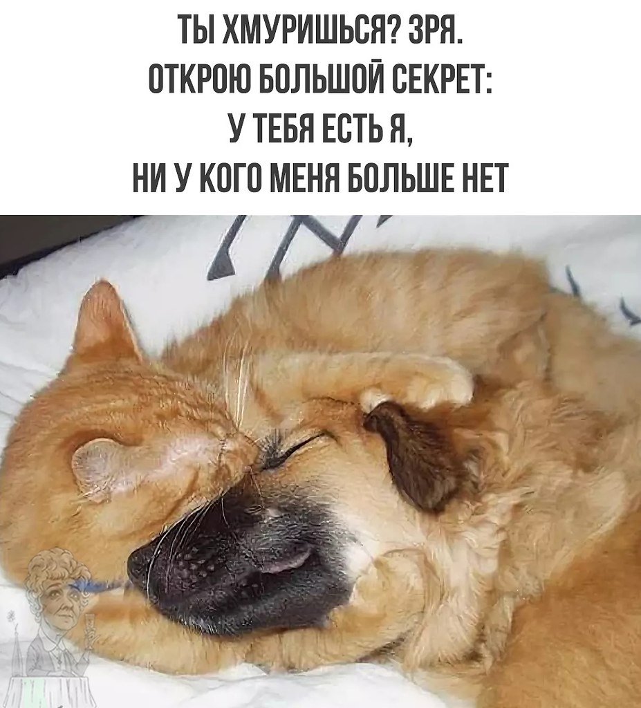Кот и собака обнимаются