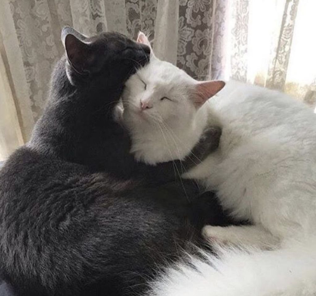 Кот обнимает другого