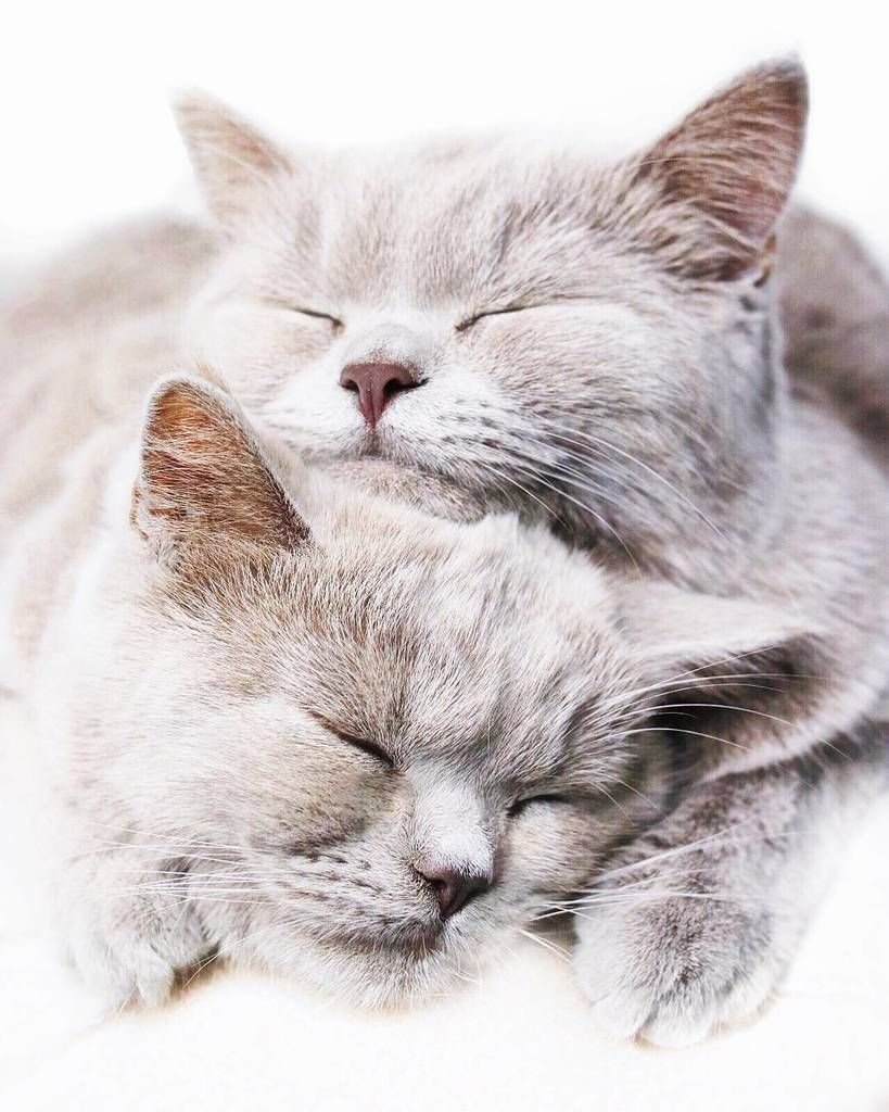 Котики нежность