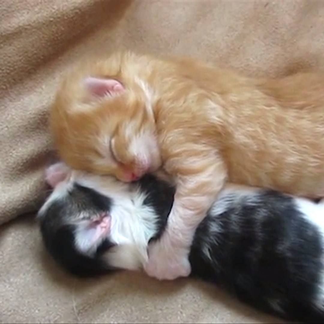 Котики спят в обнимку
