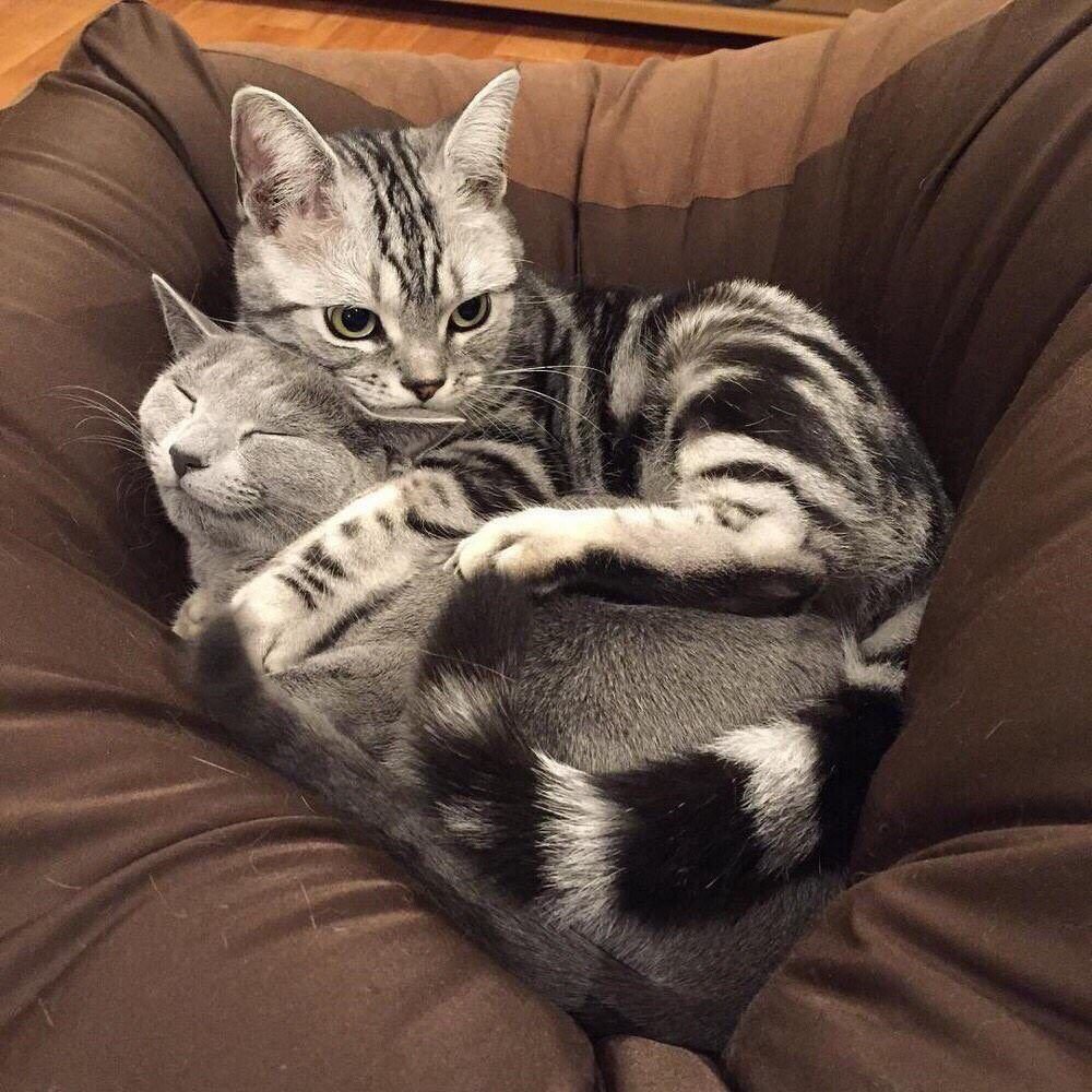 Парные котики