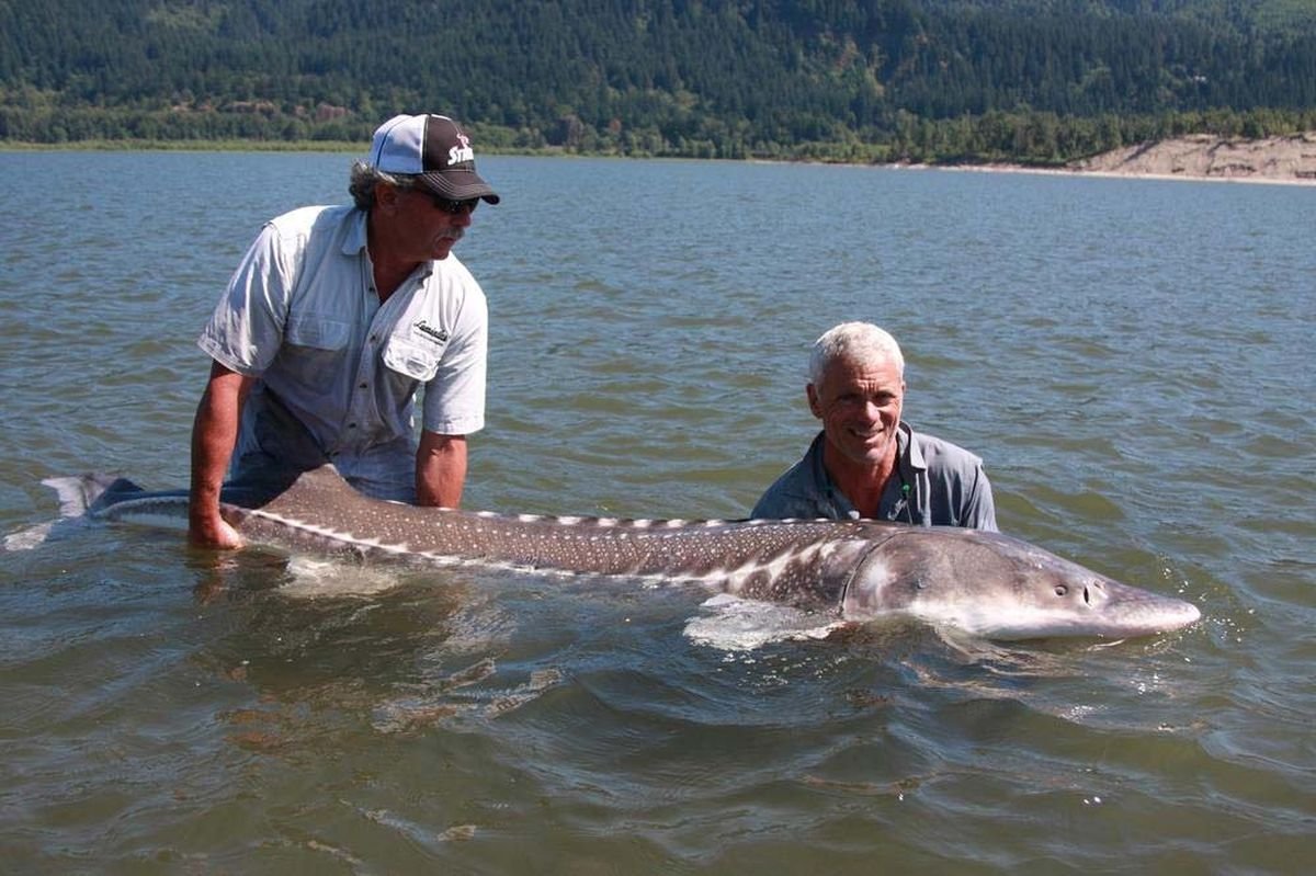 Речные монстры с Джереми Уэйдом Белуга