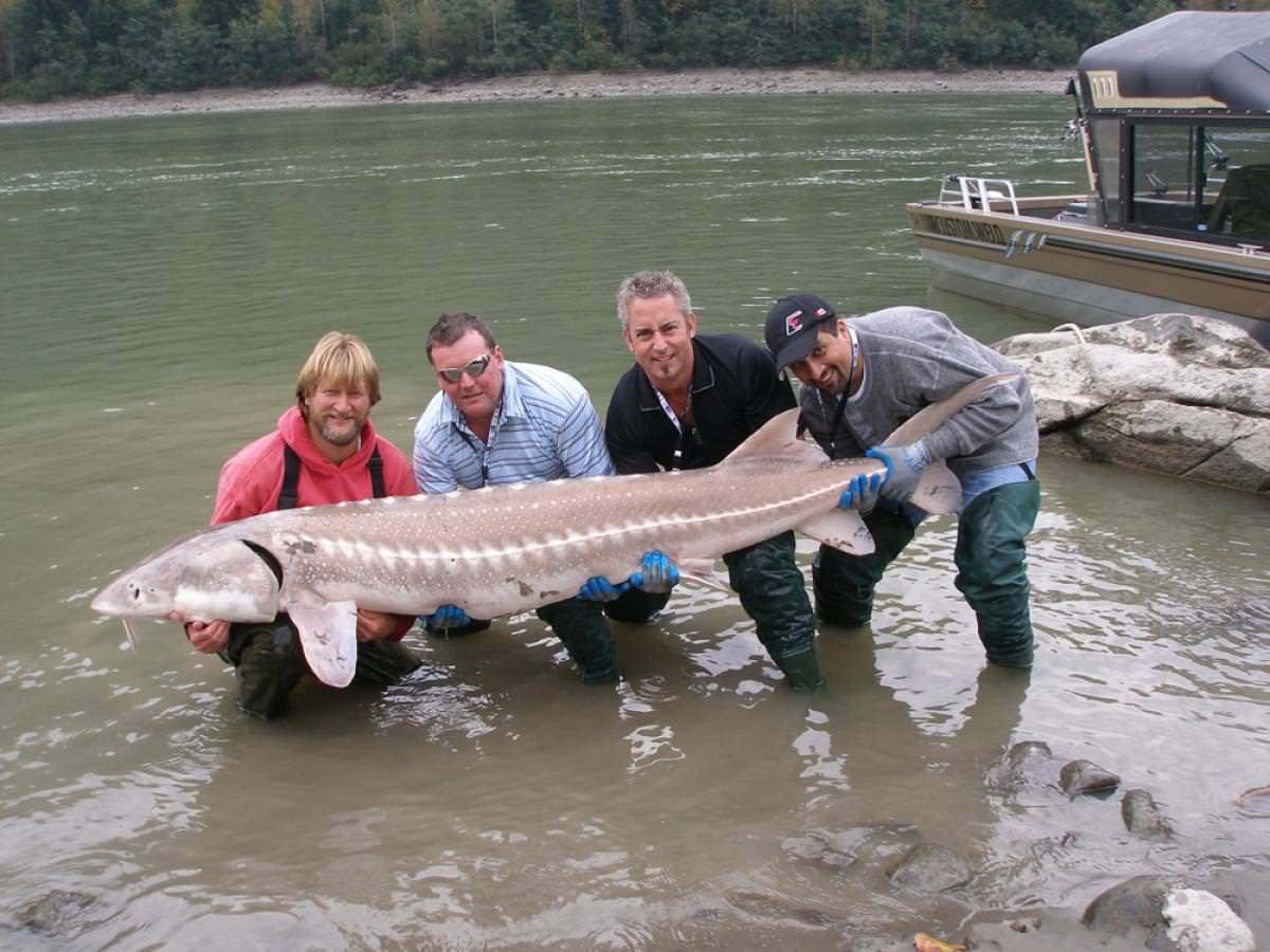 Осетр Калуга