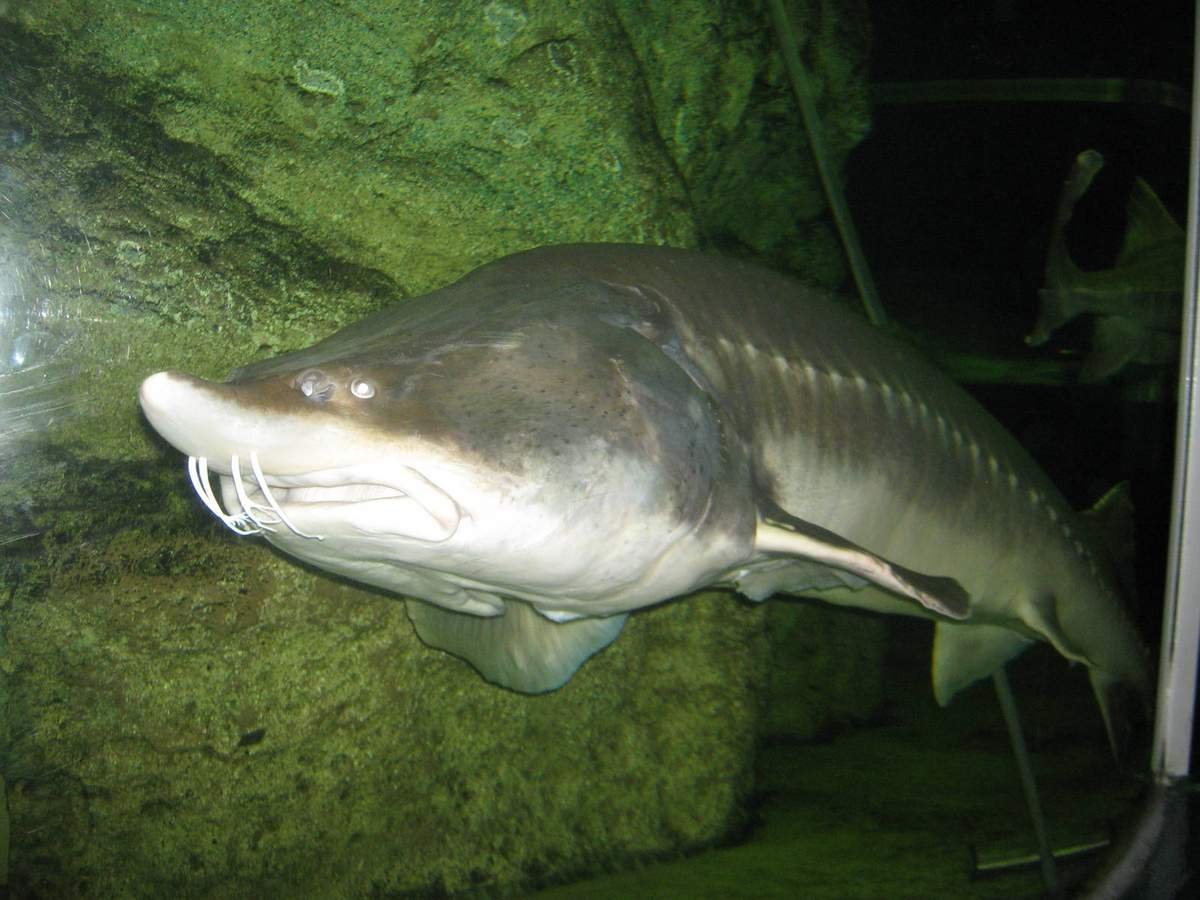 Калуга осетровая рыба