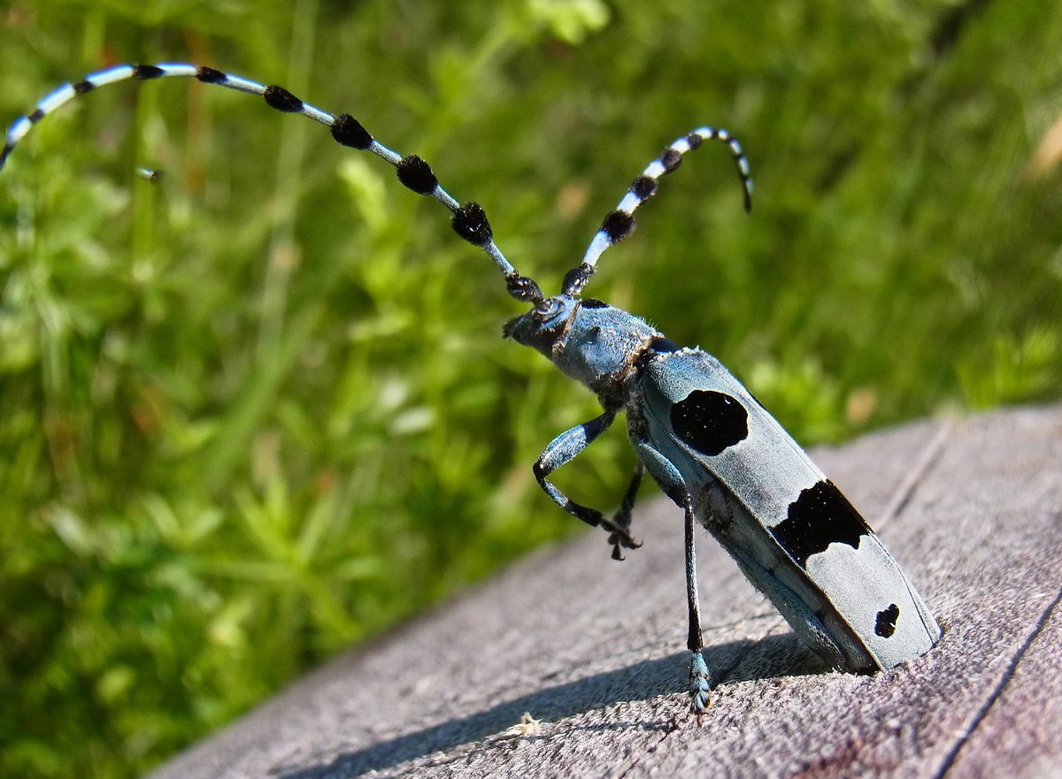 Альпийский усач (Rosalia Alpina)