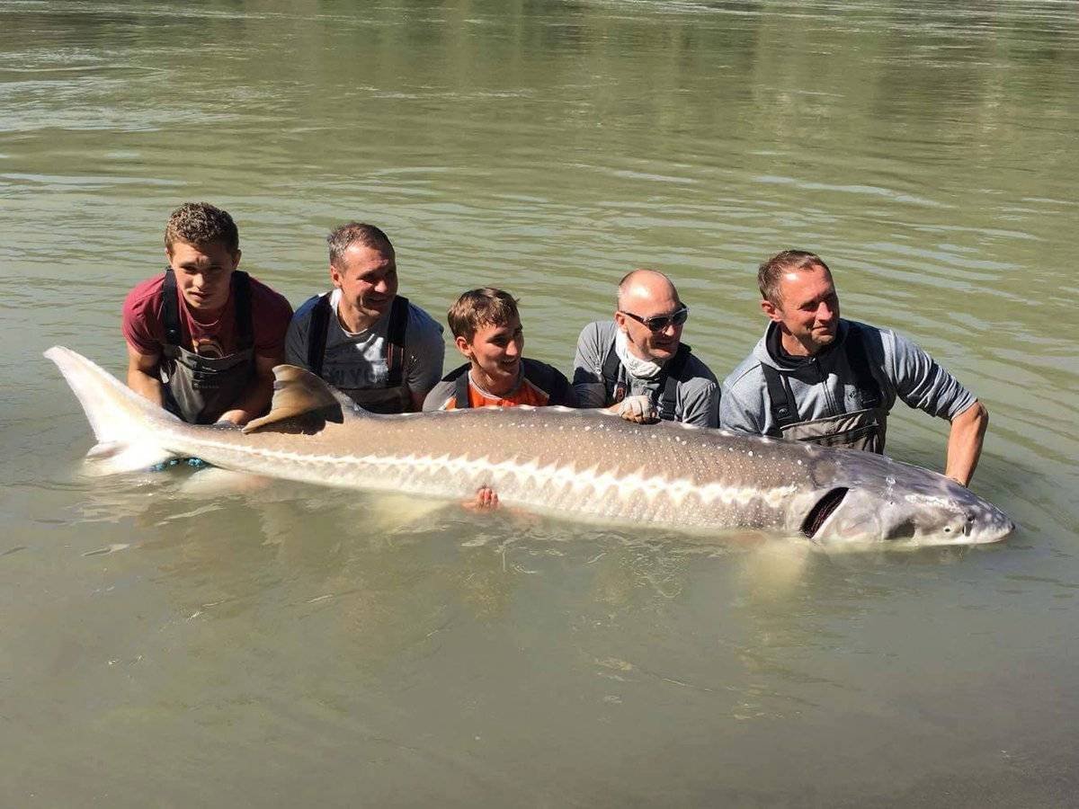 Осетр альбинос
