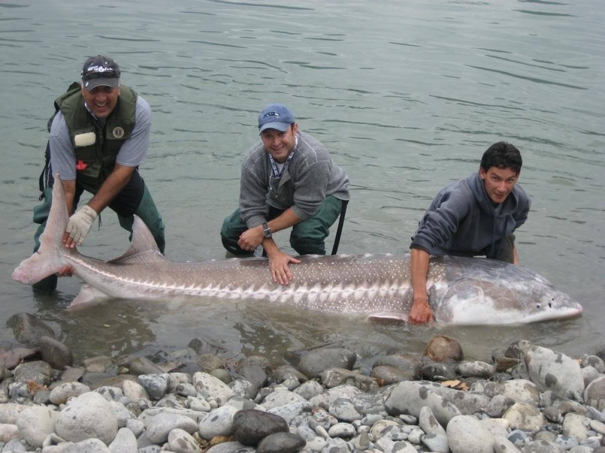 Осетр Каспийский Белуга