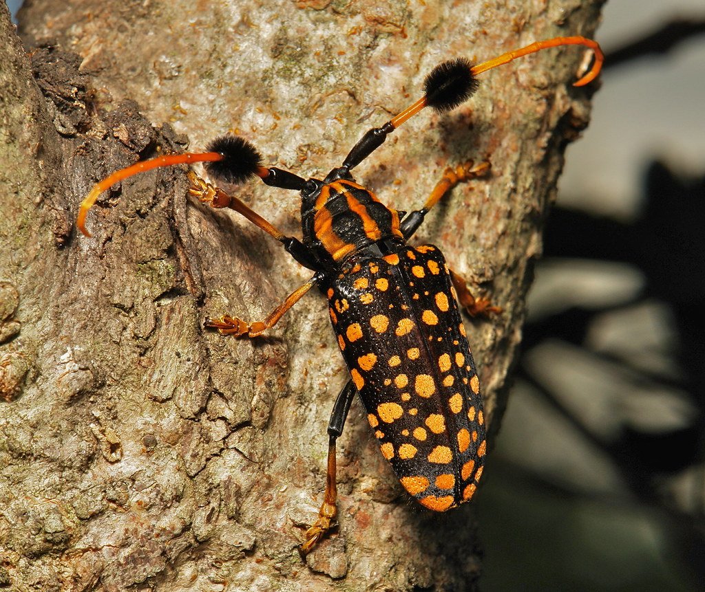 Жук усач дровосек