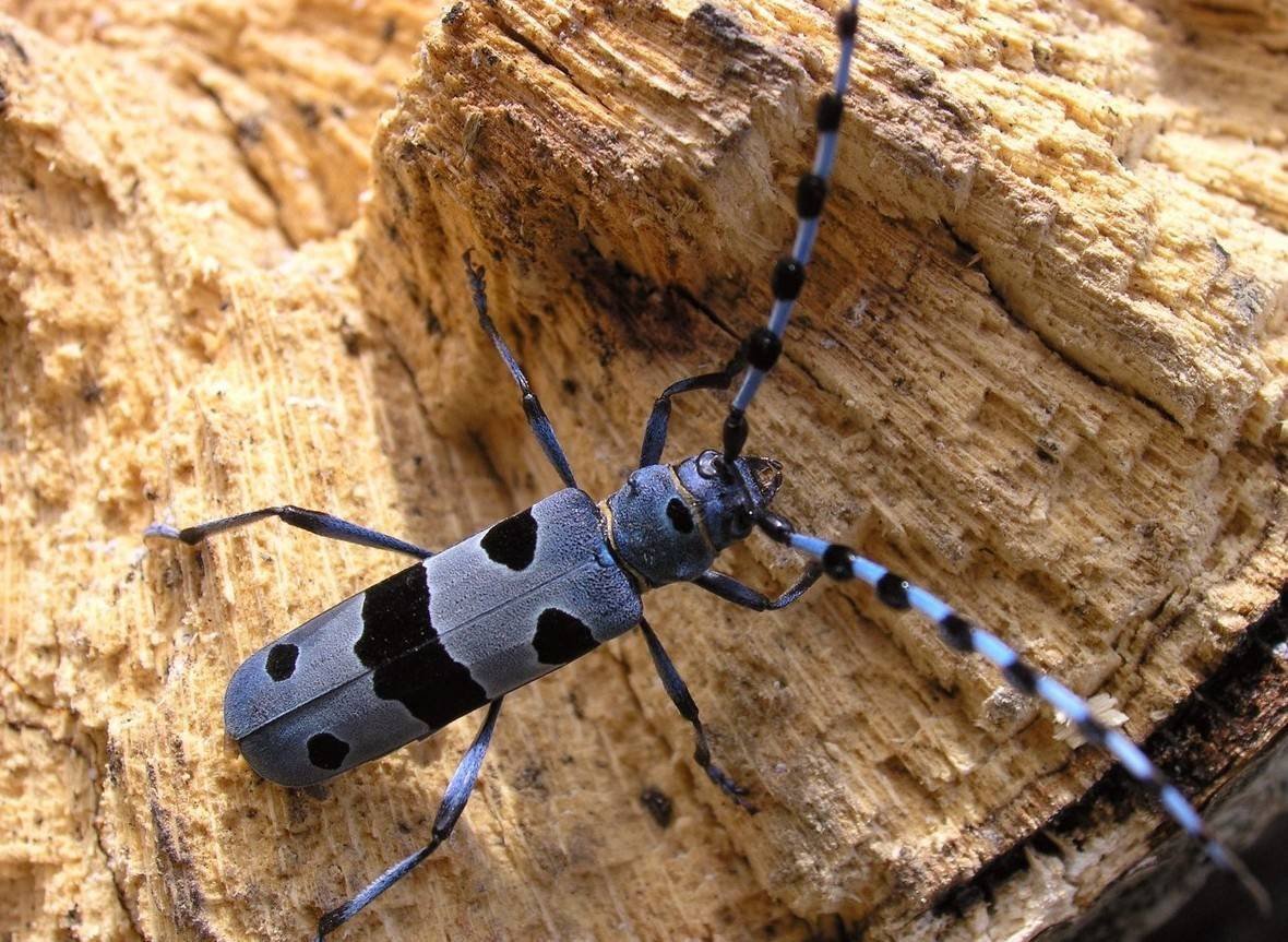 Альпийский усач (Rosalia Alpina)