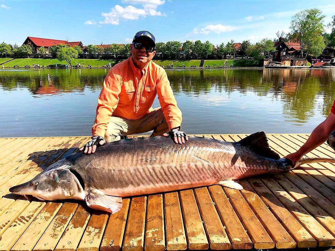 Белуга Астрахань рыба