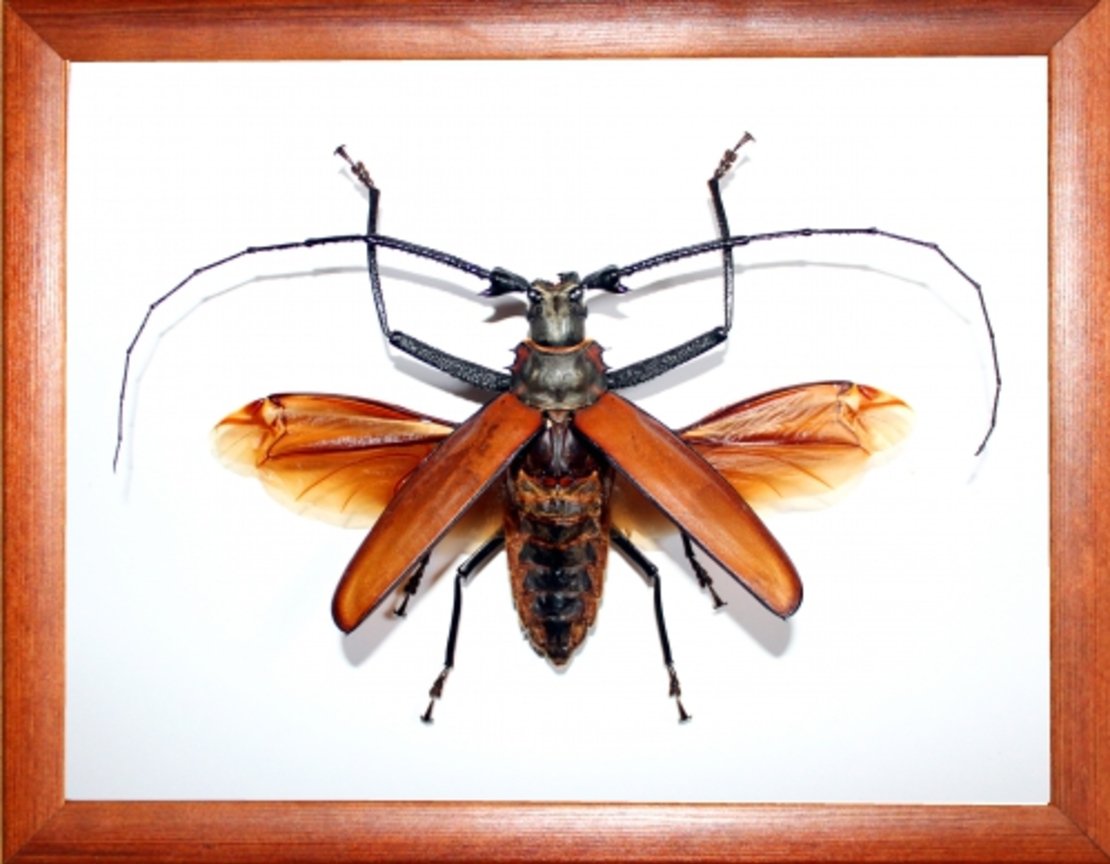 Callipogon armillatus