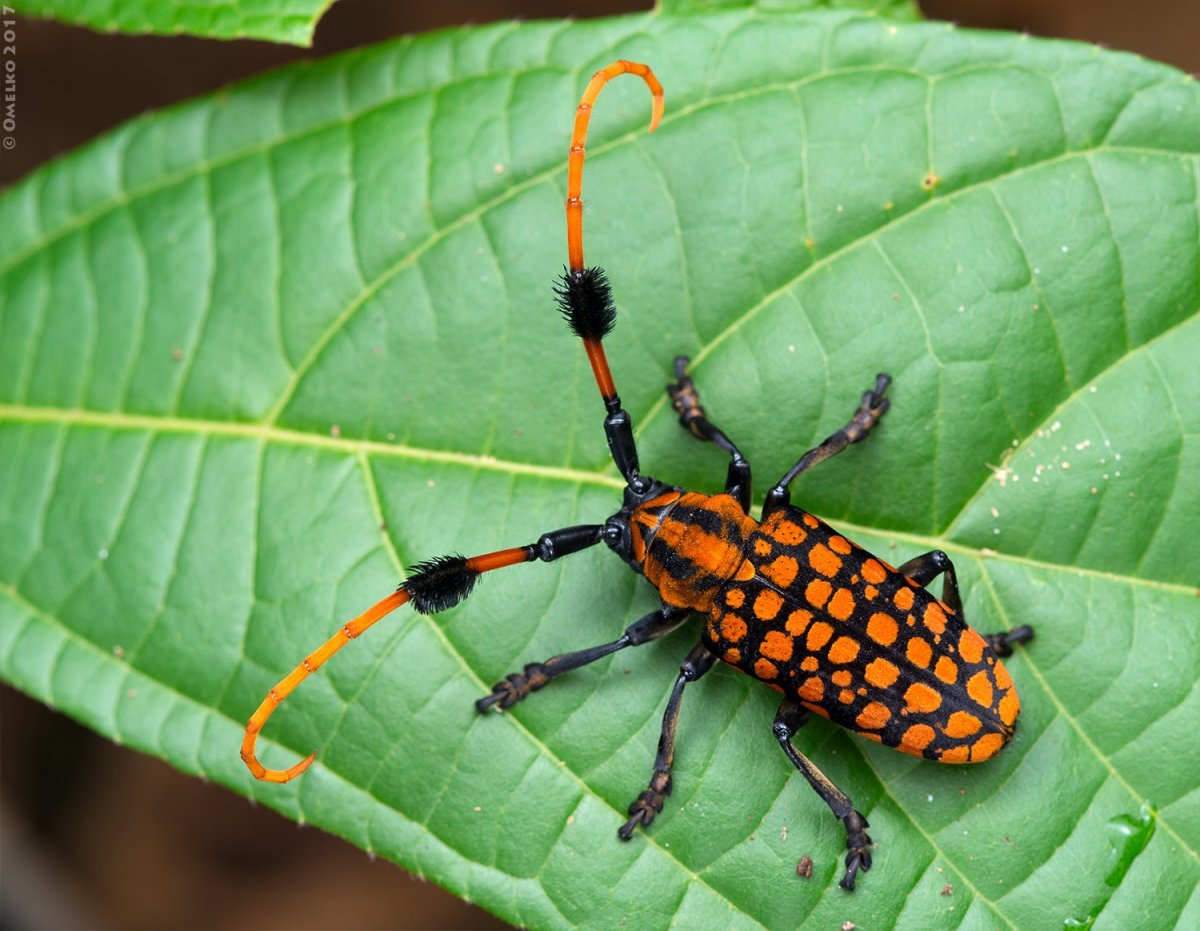 Жук-усач Approximator Aristobia.