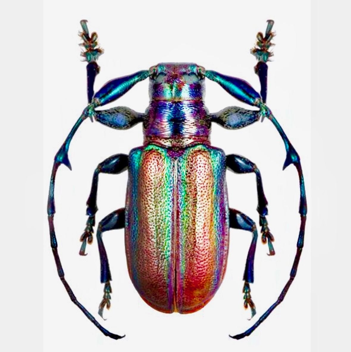 Жук усач референс