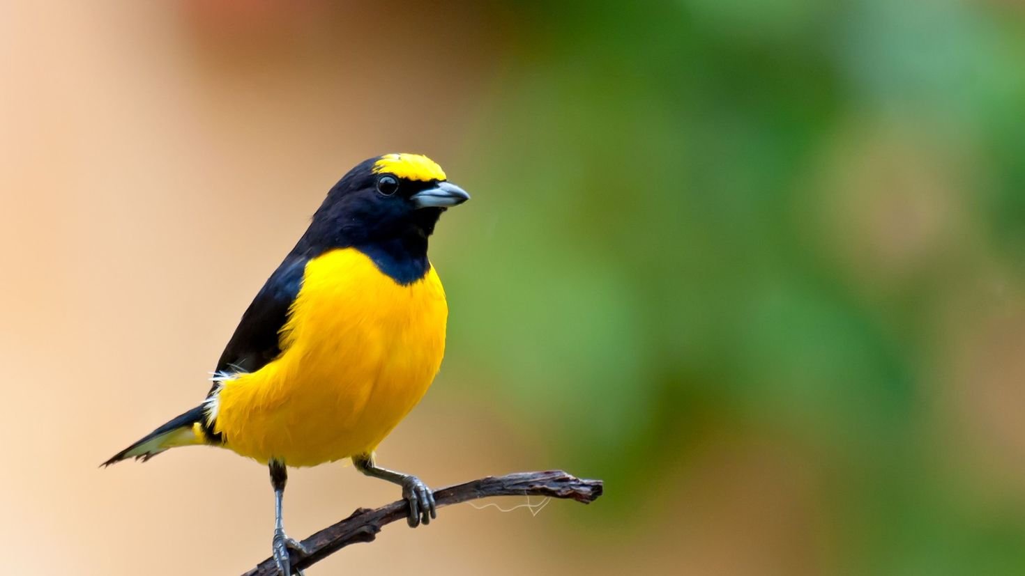 Птица с желтым пятном