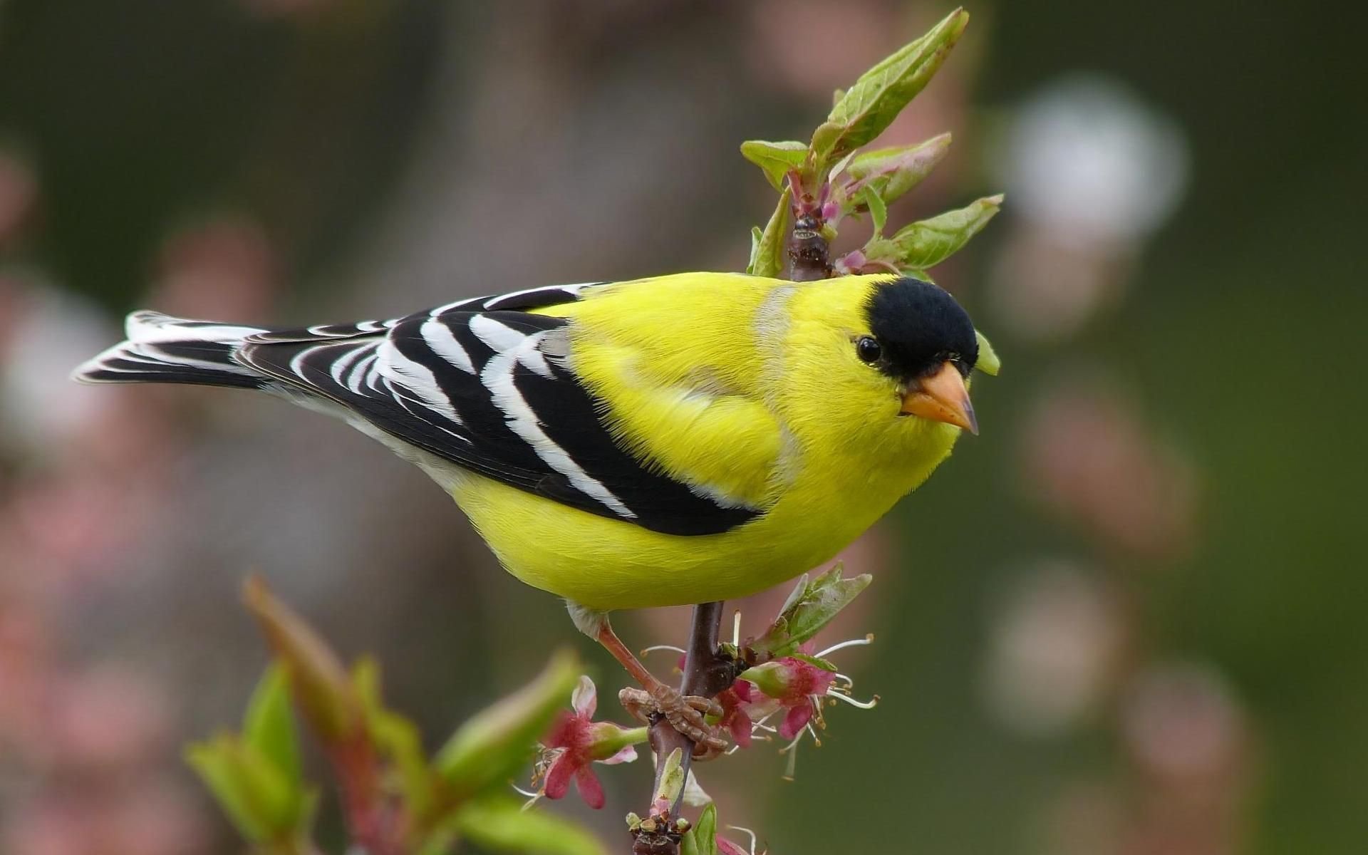 Желтая птица с черными крыльями. American Goldfinch птица. Щеглы чижи зеленушки. Щеглы зеленушки Коноплянки. Щегол желтый.