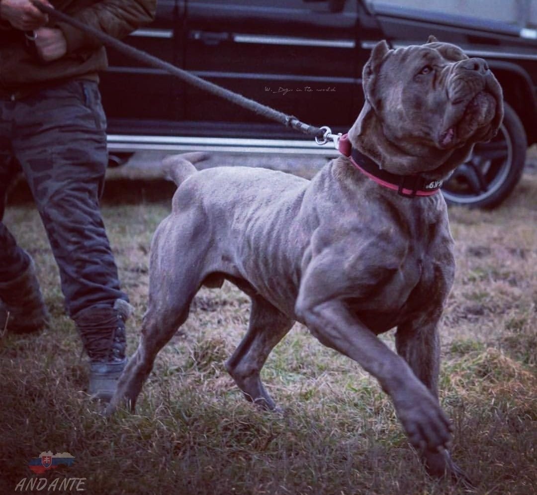 Питбуль Тоса-ину американский