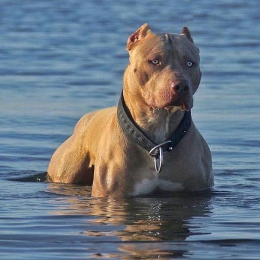 Американский питбультерьер качок