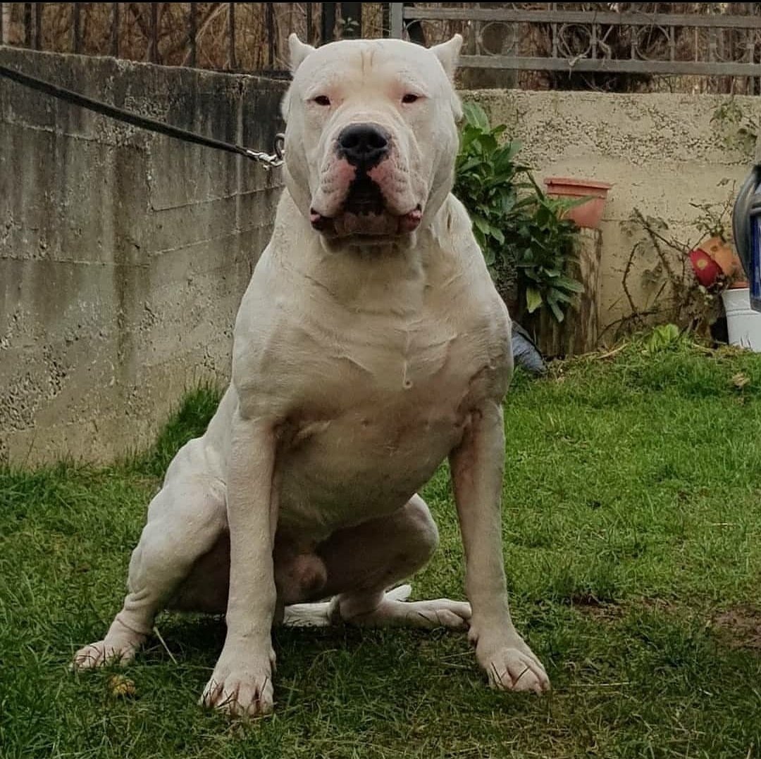 Американский бандог