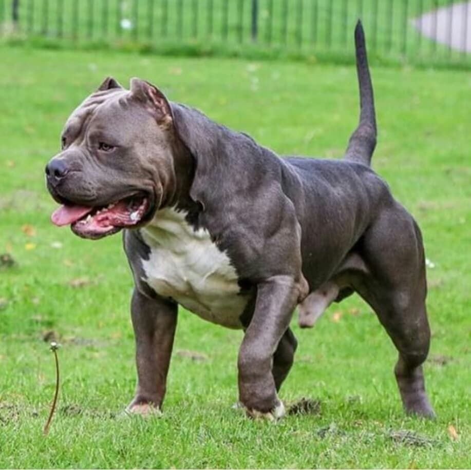 Американский бандог терьер