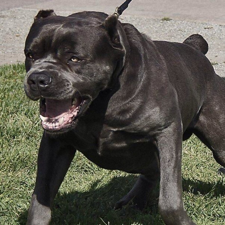 Американский булли Халк