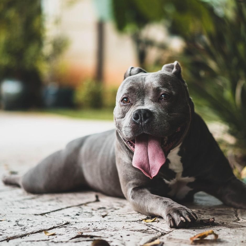 Американский бандог большой