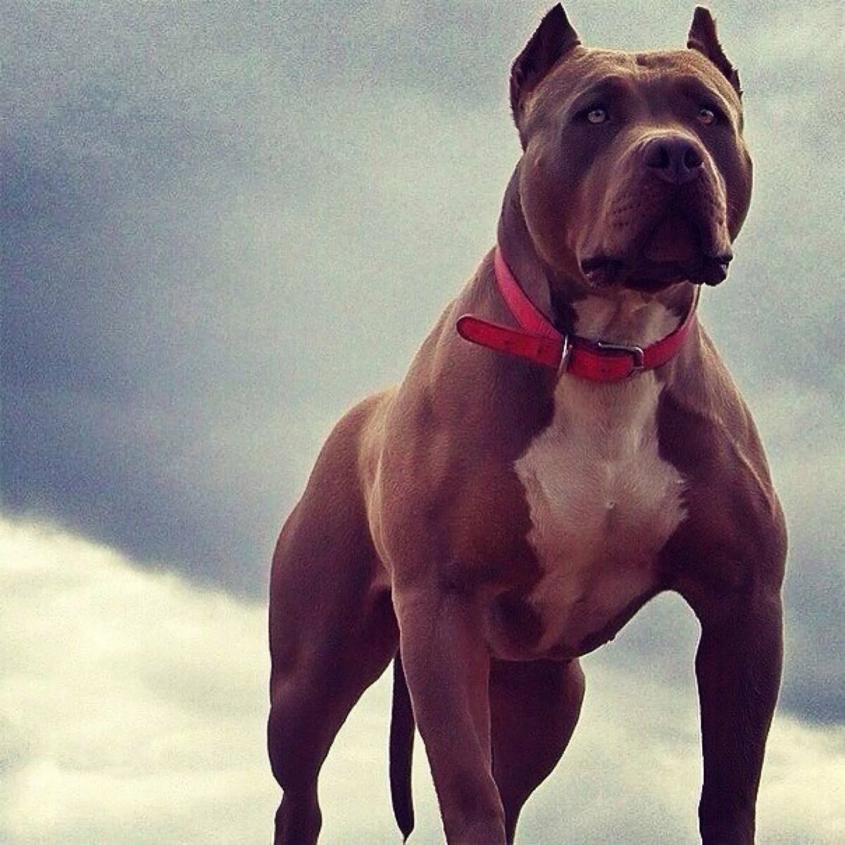 Американский питбультерьер