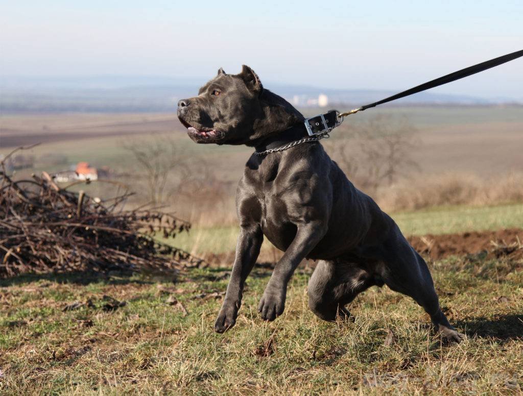 Бандог Брид