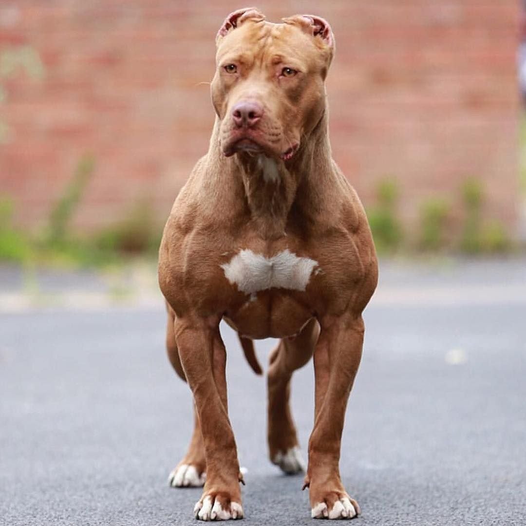 Стаффордширский терьер булли