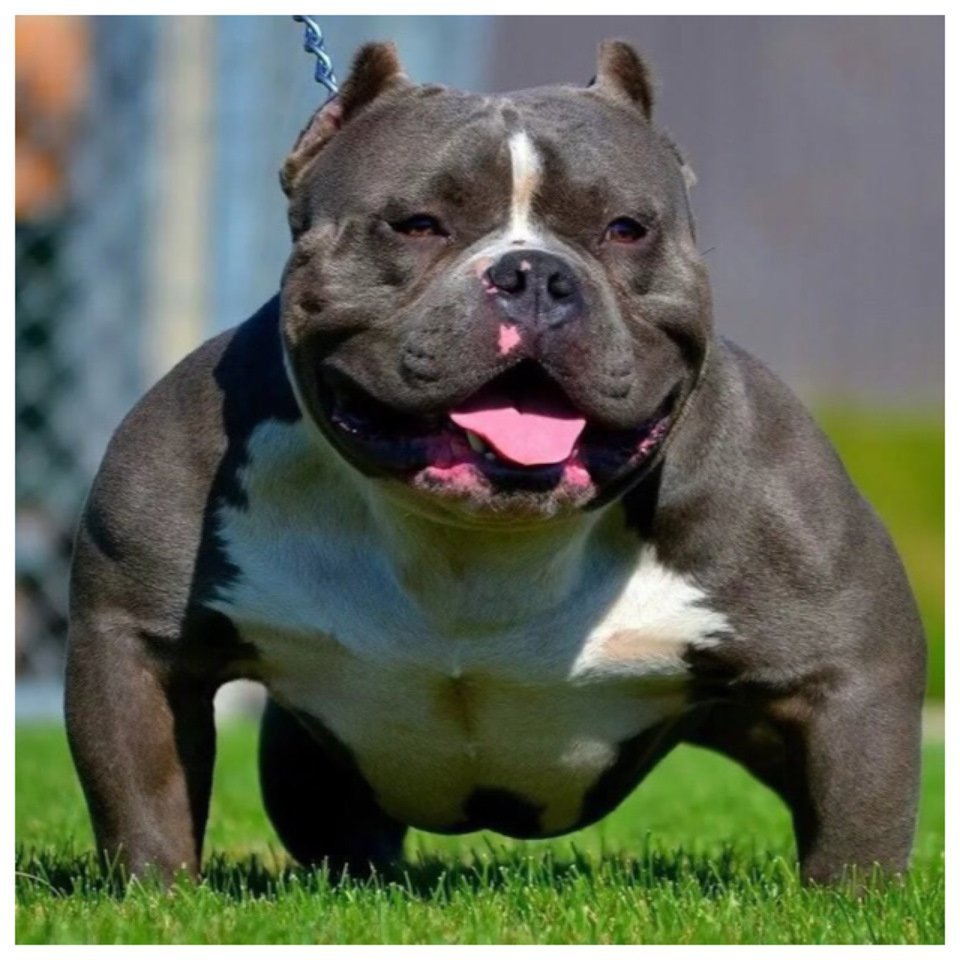 Стаффордширский питбуль мастиф