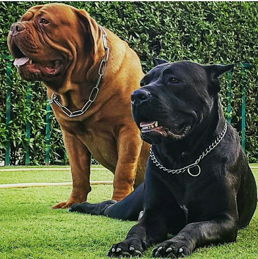 Американский бандог терьер