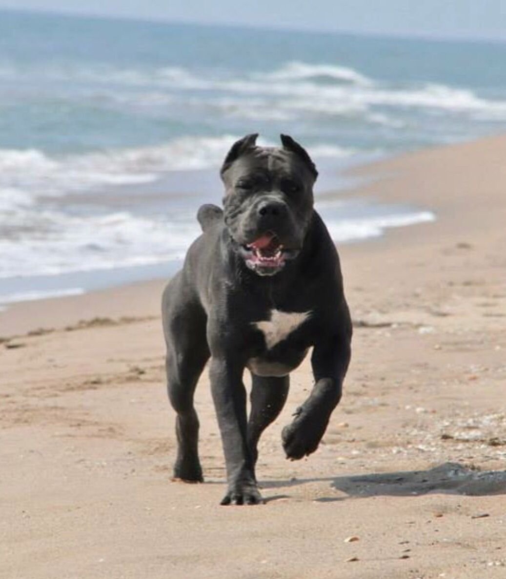 Американский бандог терьер