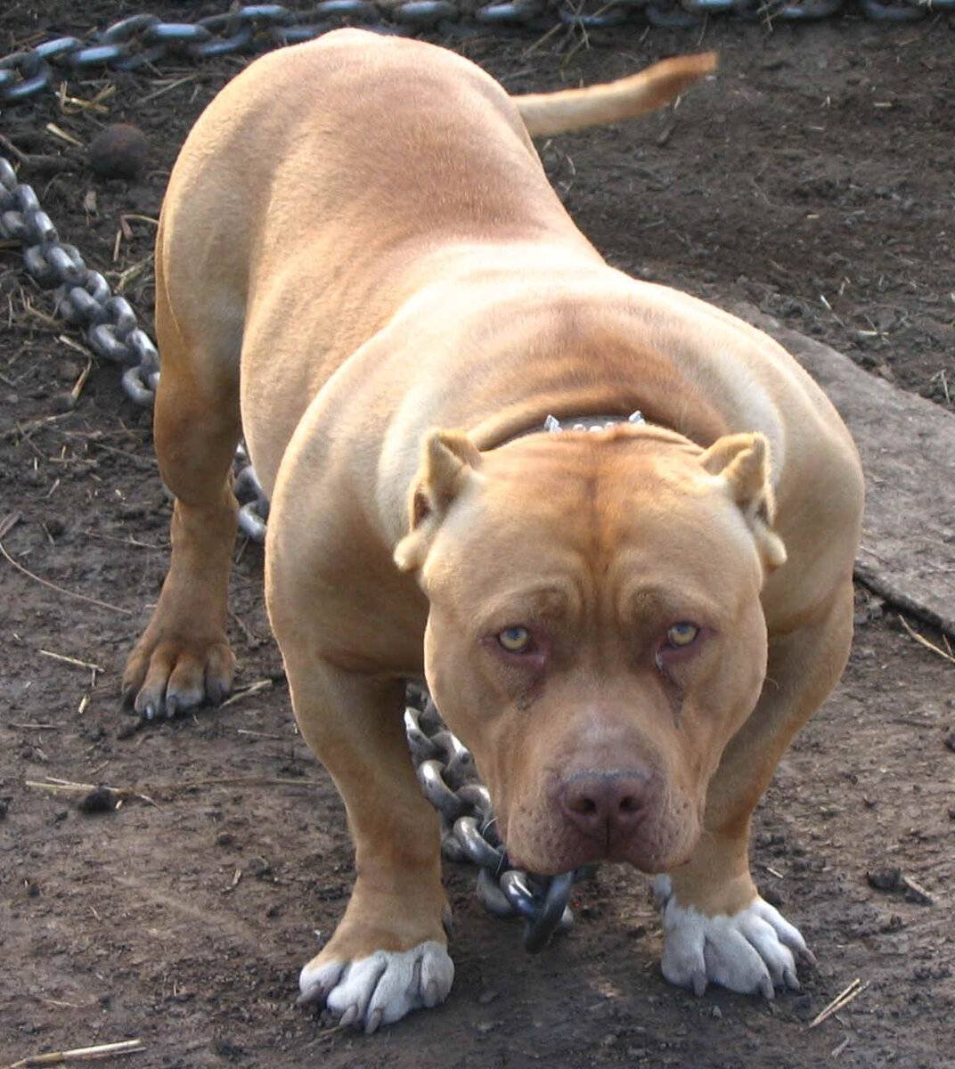 Американский бандог терьер