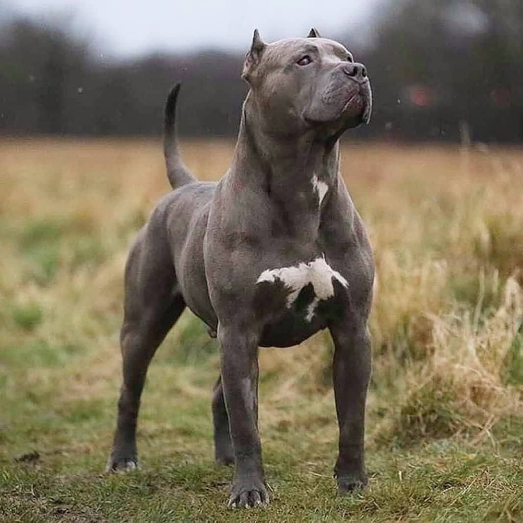 Булли, стафф, питбуль