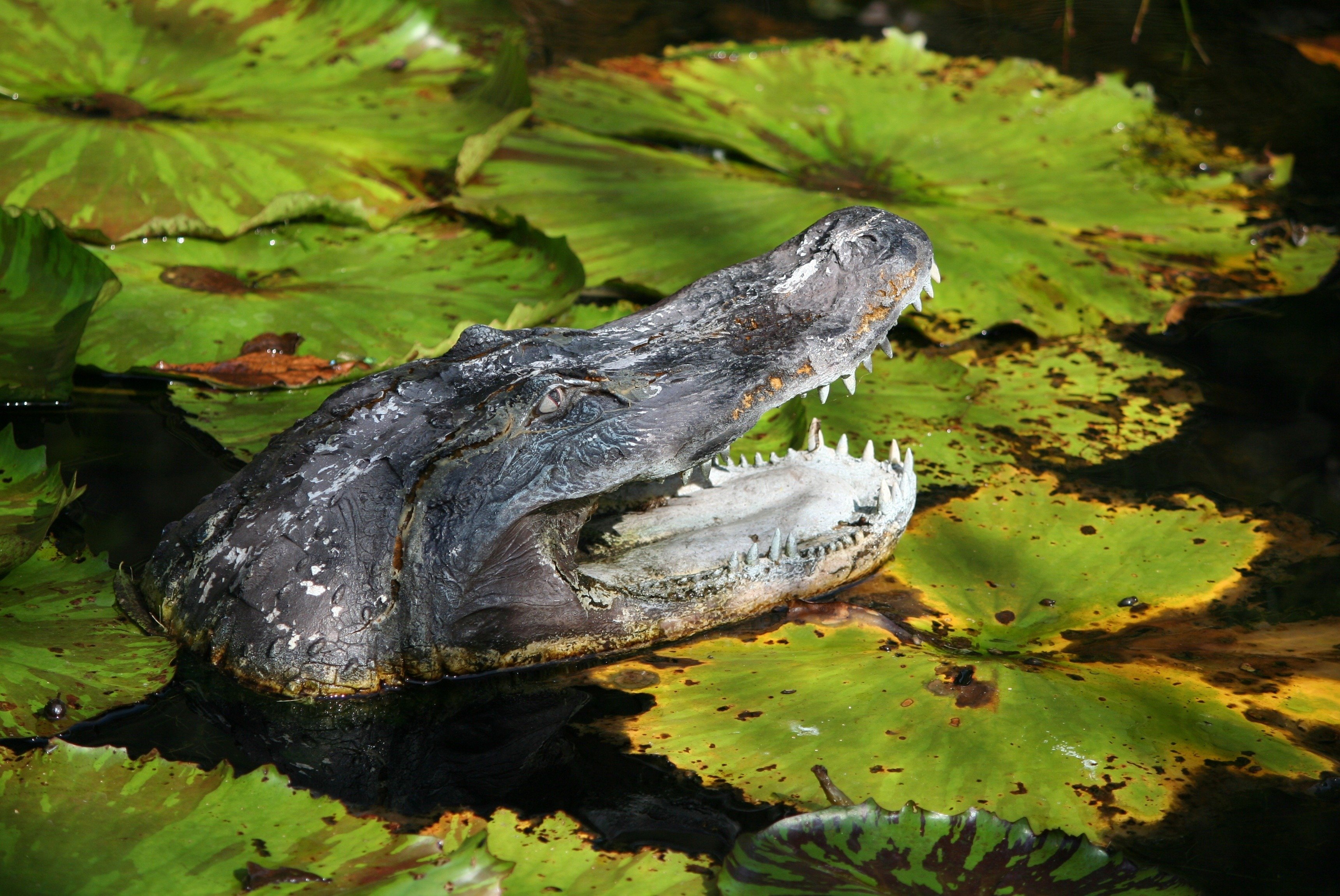 Крокодил в водоеме. Аллигатор Речной. Аллигатор в джунглях. Нильский крокодил Дикая природа. Пруд с крокодилами.