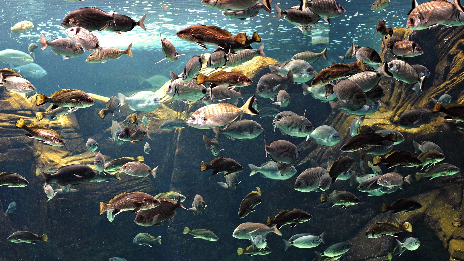 Видеть много рыб в прозрачной воде. Много рыбок. Рыбы в океане. Многообразие рыб. Подводные обитатели.