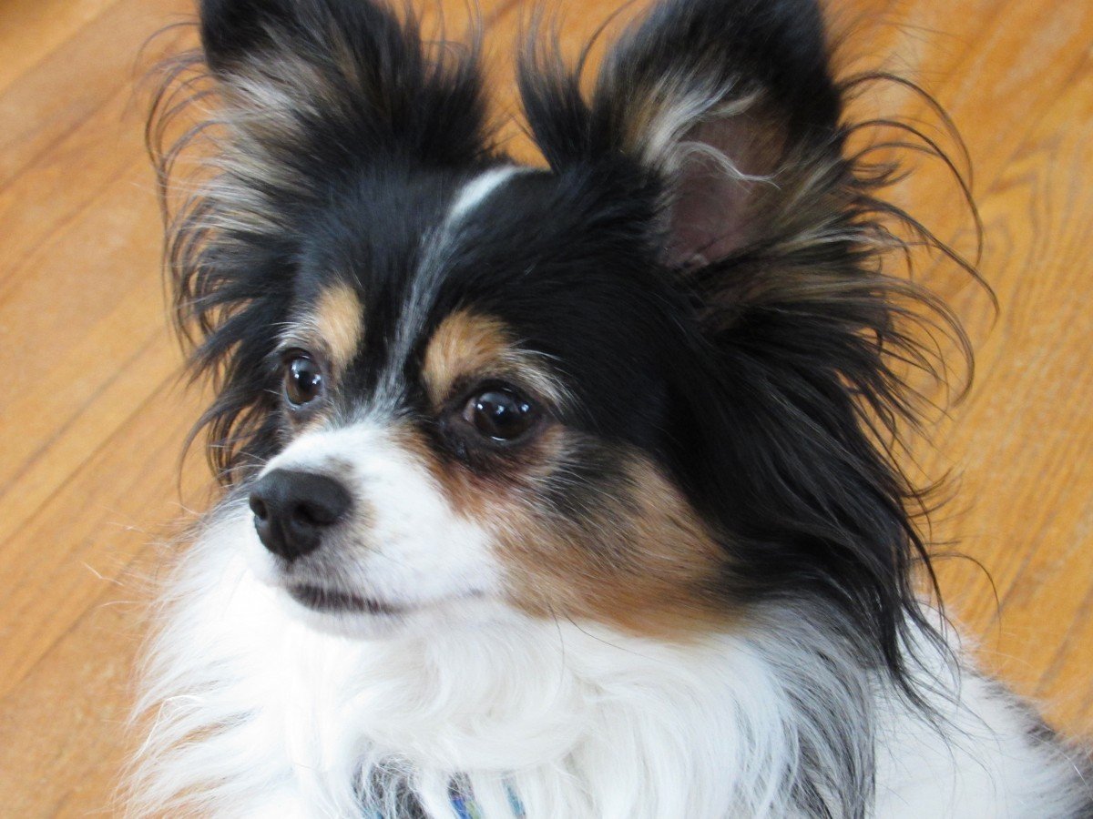 Нелающая собака Папильон