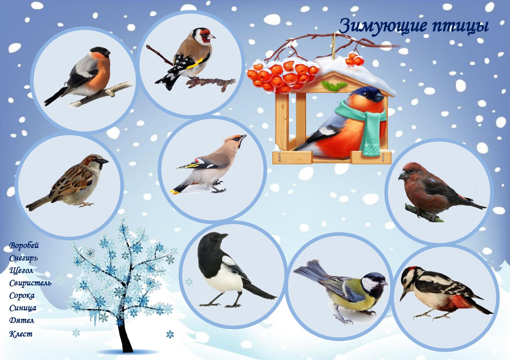 Зимующие птицы вологодской области - 74 фото