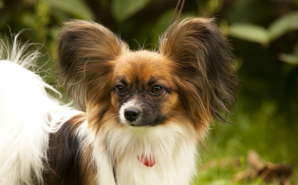 Папильон метис