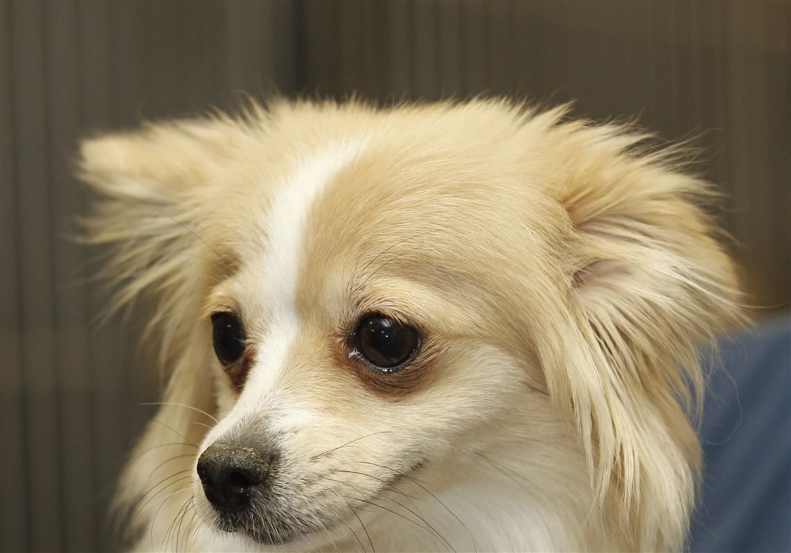 Папильон метис