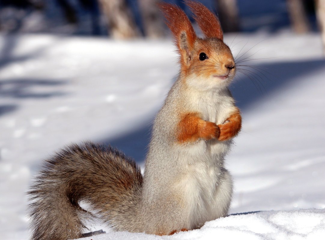 Белка зима