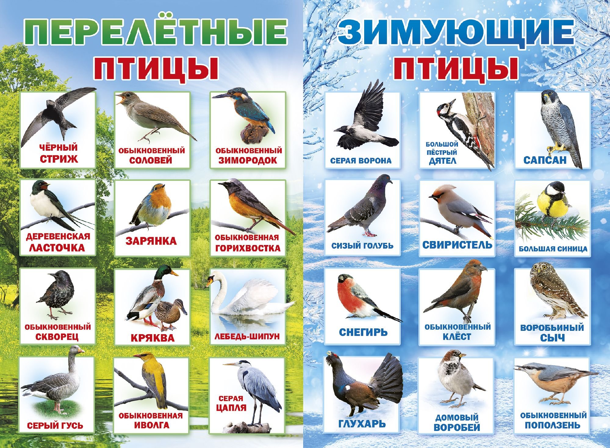 Птицы Беларуси (54 фото)