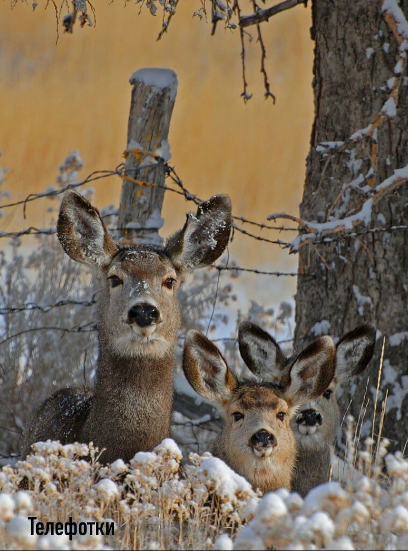 Много оленей